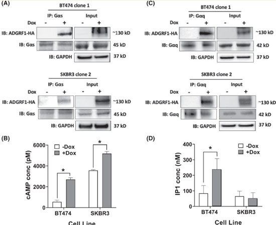 Immunoprecipitation using TrueBlot Anti-Rabbit IgG