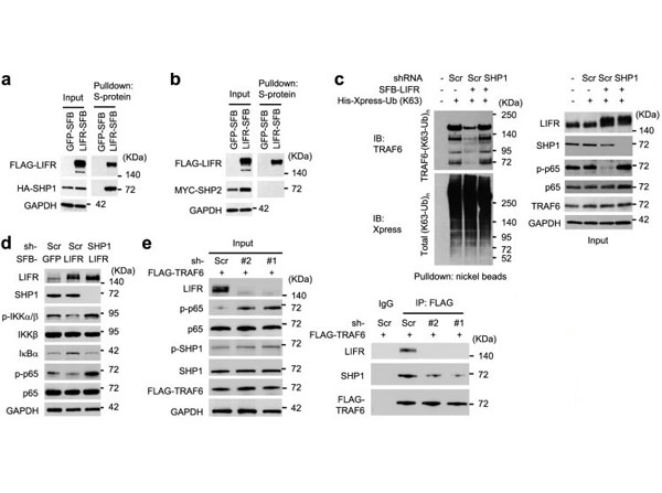 Immunoprecipitation using TrueBlot Anti-Mouse IgG