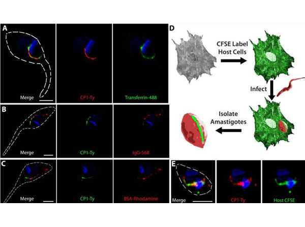 Immunofluorescence using Bovine Albumin Rhodamine Conjugated