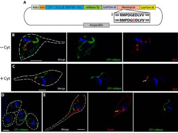 Immunofluorescence using Bovine Albumin Rhodamine Conjugated