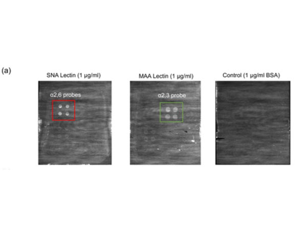 Microarray using Bovine Albumin Biotin Conjugated