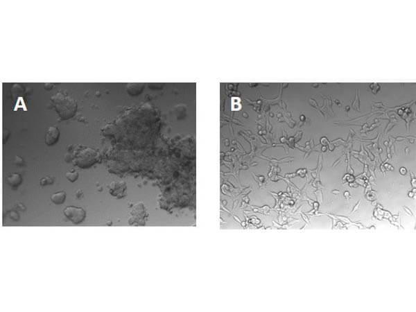 Ultrapure Collagen I for tissue engineering - Bovine Placenta
