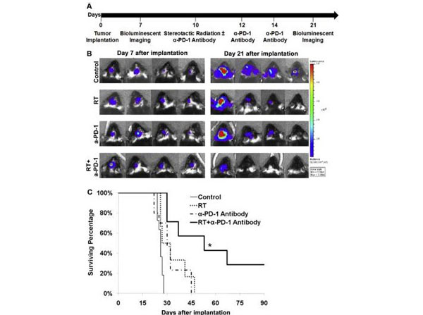 Immunofluorescence using Hamster IgG control