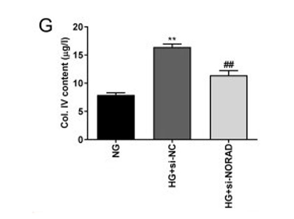 ELISA results using Human Collagen Type IV