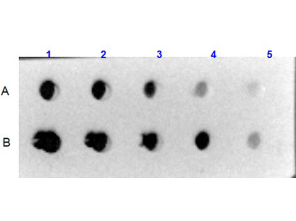 Dot Blot of Collagen VI