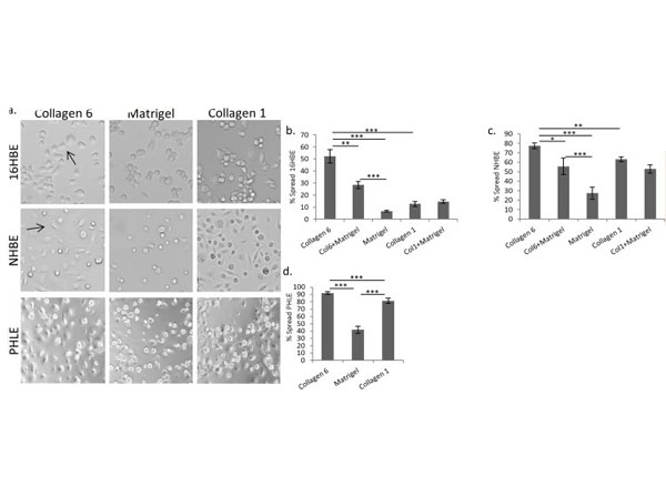 2D culture using Human Collagen Type VI