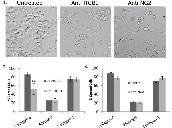 2D culture using Human Collagen Type VI