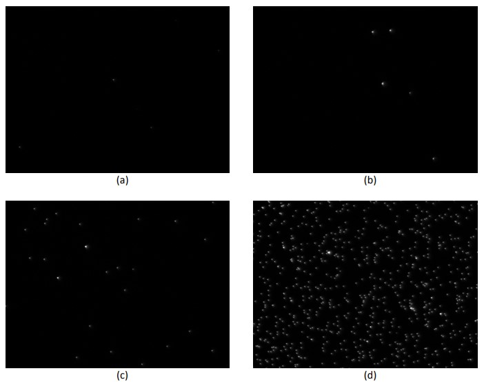 Immunofluorescence using Human IgG
