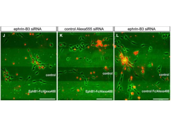 Stripe Assay using Human IgG Fc