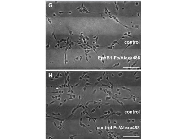Stripe Assay using Human IgG Fc
