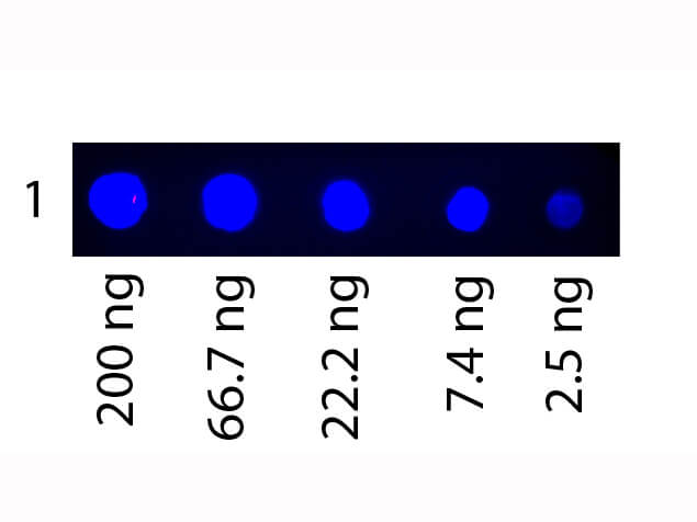 WB - Human Transferrin Fluorescein