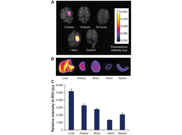Fluorescent assay using Human Transferrin biotin