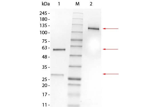 Mouse IgG1 Lambda Isotype Control - SDS-PAGE