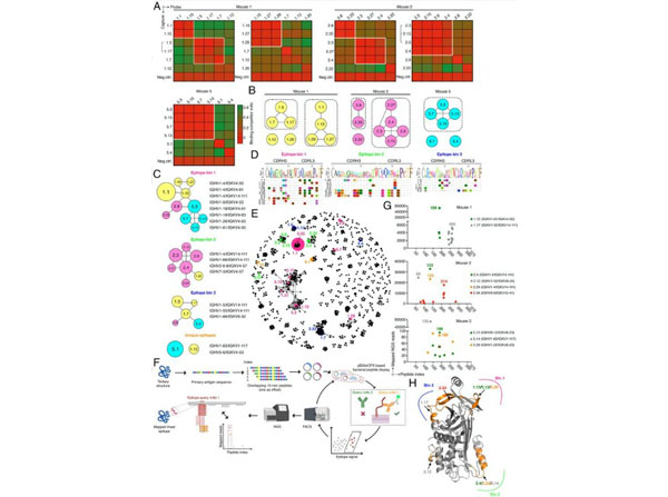 Epitope binning using Mouse IgG