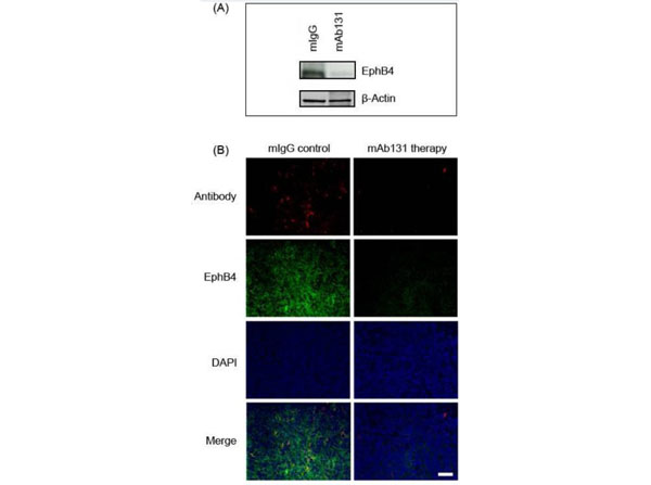 Western and Immunofluorescence using Mouse IgG