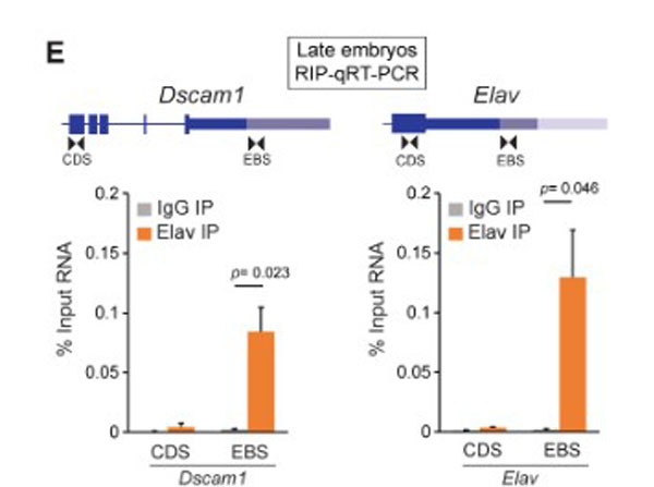 RIP-qRT-PCR using Mouse IgG