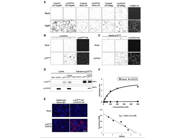ELISA using Mouse IgG