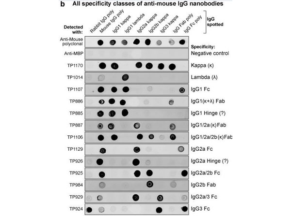 Dot Blot results using Mouse Fab fragment