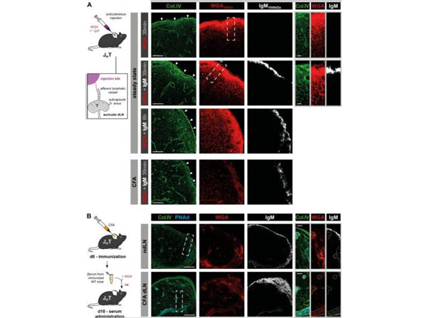 Immunofluorescence using Mouse IgM