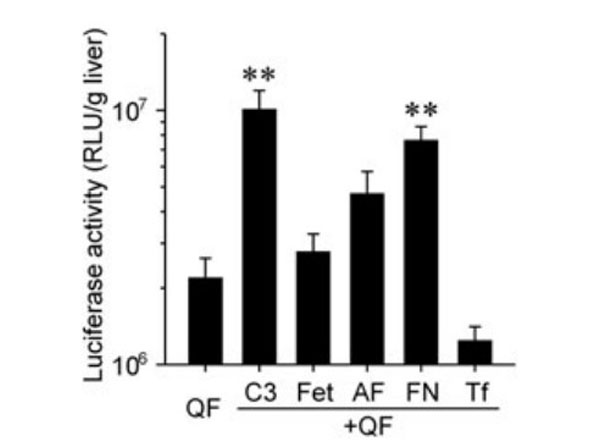 Assay using Mouse Transferrin