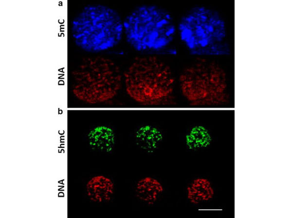 Immunofluorescence using Rabbit IgG