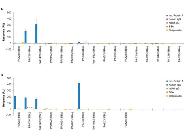 SPR using Rabbit IgG