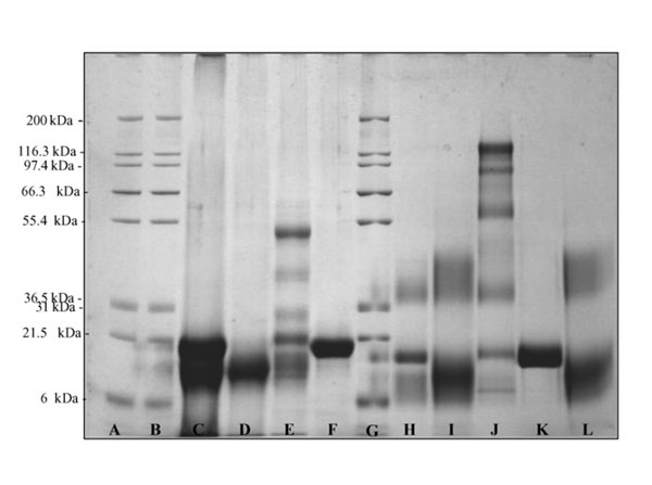 SDS using Rabbit IgG Fc
