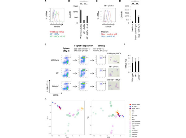 Flow Cytometry using Rat IgG