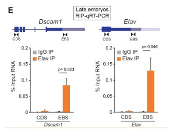 RIP-qRT-PCR using Rat IgG
