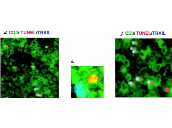 Immunofluorescence using Sheep Fab