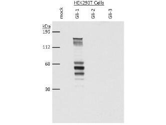 Western Blot - Gli1 Antibody
