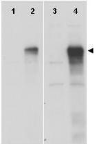 Anti-Gli-1 Antibody - Western Blot