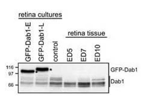 WB - Dab1 Antibody