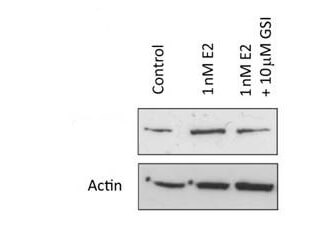 Western Blot - anti-Notch1 antibody