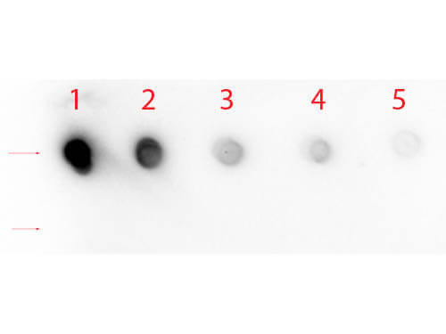 Notch 1 (Cleaved N Terminal) (Human Specific) Antibody - Dot Blot