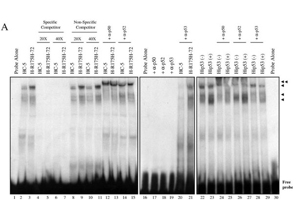EMSA results using Anti-NFKB p52