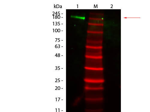 Fluorescent TrueBlot®: Anti-Rabbit IgG Fluorescein Conjugated - Western Blot