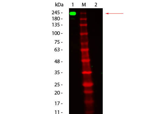 Fluorescein TrueBlot®: Anti-Mouse Ig Fluorescein Conjugated
