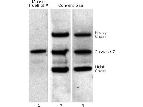 Mouse TrueBlot® IP / Western Blot