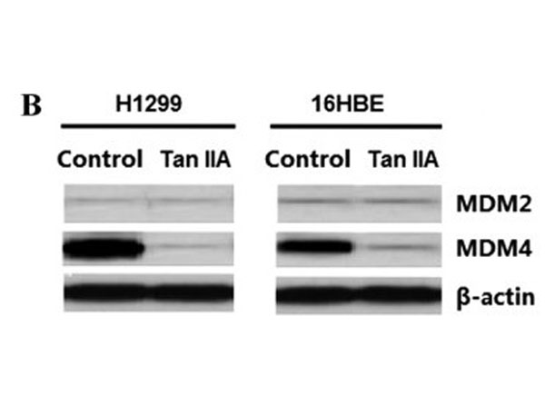Western Blot results using Fluorescent TrueBlot Anti-Rabbit IgG DyLight™680
