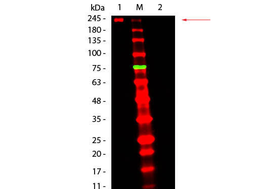 Fluorescent TrueBlot®: Anti-Mouse Ig DyLight 680 - Western Blot