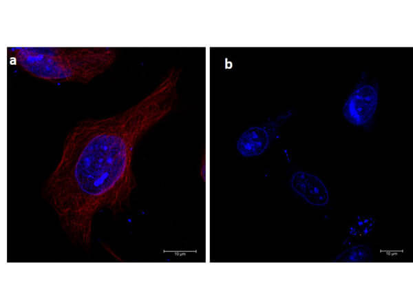 Immunofluorescence of α-tubulin using DyLight™ 680-conjugated Fluorescent TrueBlot® anti-mouse IgG
