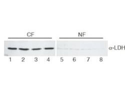 Anti-Lactate Dehydrogenase Antibody - Western Blot