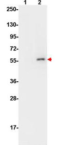AKT pS473 Monoclonal Antibody - Western Blot