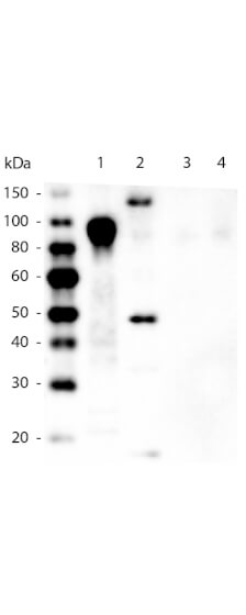 Anti-6X His Epitope Tag Monoclonal Antibody - Western Blot