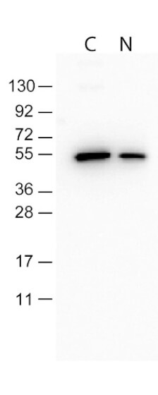 Western Blot-Monoclonal Antibody to detect FLAG™ conjugated proteins
