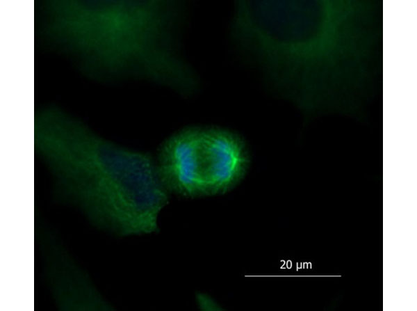 Immunofluorescence of Mouse Anti-Alpha Tubulin Antibody