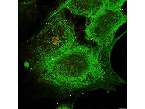 Anti-alpha-Tubulin (MOUSE) Monoclonal Antibody - Immunofluorescence