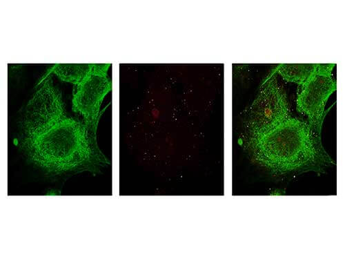Anti-alpha-Tubulin (MOUSE) Monoclonal Antibody - Immunofluorescence