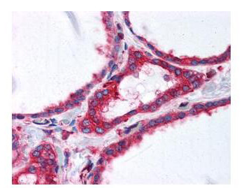Anti-alpha-Tubulin Monoclonal Antibody - Immunohistochemistry